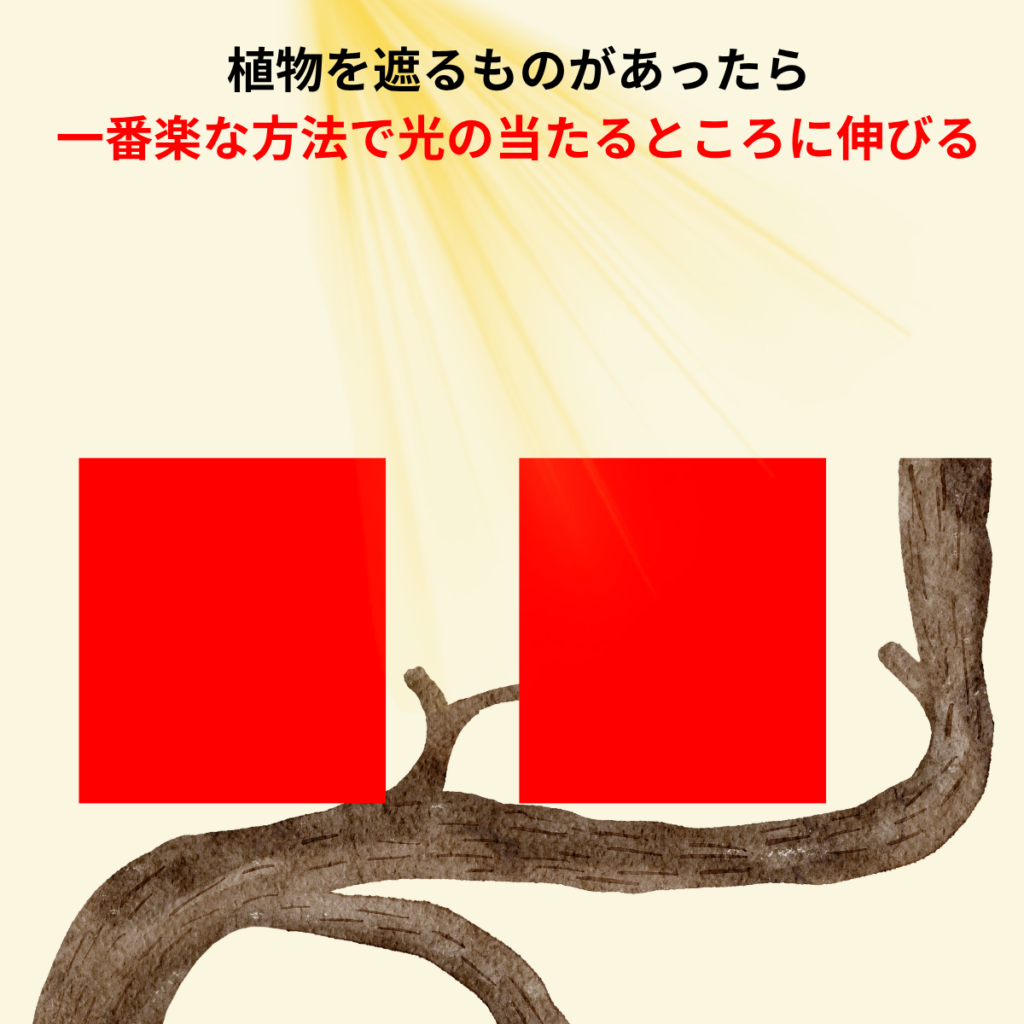 植物も無理をしない流れで伸びる